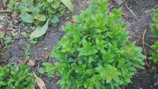 вечнозеленые самшити. наш опыт в подрезке. смотреть онлайн