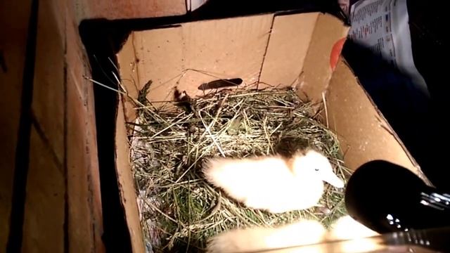 утята Мулард смотреть онлайн