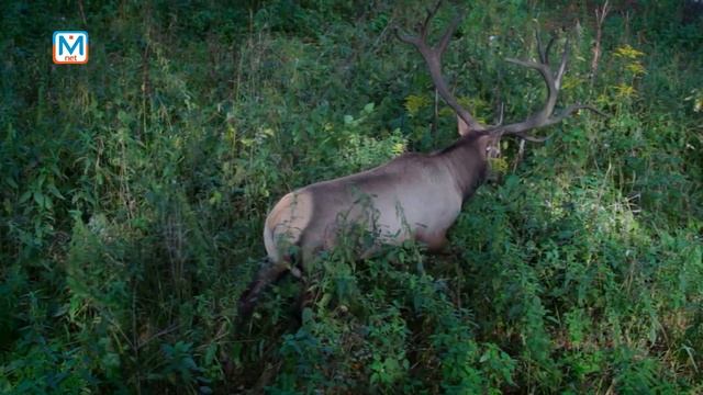 Песни марала в заповеднике "Кузнецкий Алатау" смотреть онлайн