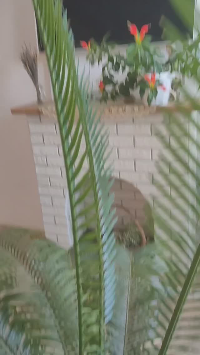 Мой потрясающий цикас! смотреть онлайн