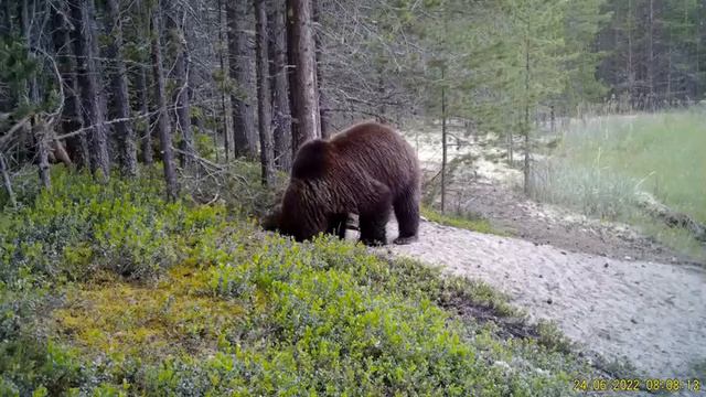 Лисы и медведи в фотоловушке. Видео от ФГБУ Кандалакшский природный заповедник смотреть онлайн