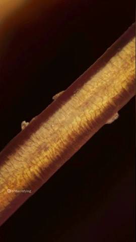 Zooming into hair смотреть онлайн