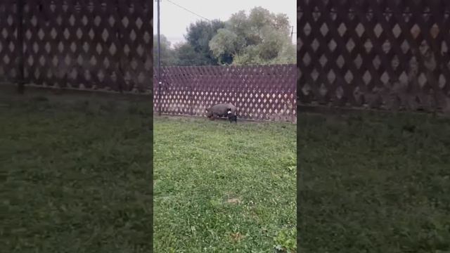 Щенки Пули и Шаха. Работа четырехмесячного щенка русско-европейской лайки по кабану и оленю. смотреть онлайн
