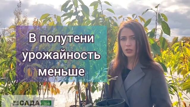 Жимолость АМФОРА ОПИСАНИЕ И ХАРАКТЕРИСТИКА