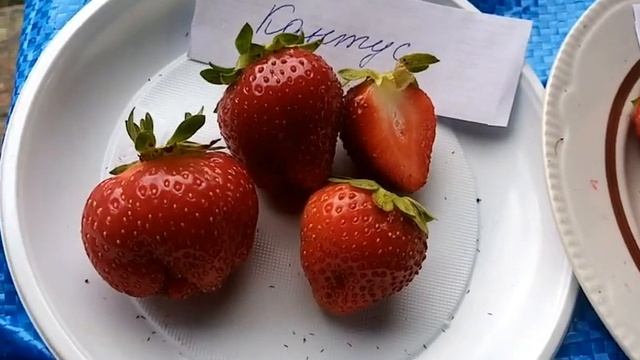 Видеообзор и дегустация новых сортов клубники НСД в 2021 году смотреть онлайн