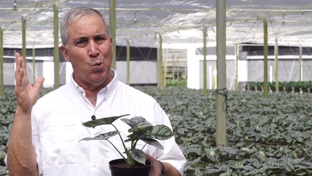 Plant Hunter Stories - Alocasia Silver Dragon | Costa Farms Trending Tropicals® смотреть онлайн