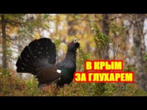 ПОГОНЯ ЗА КРЫМСКИМ ГЛУХАРЕМ