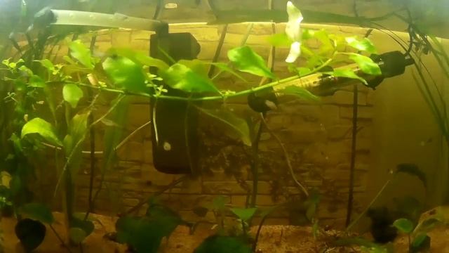 Пополнение в аквариумах#аквариум 120 литров смотреть онлайн