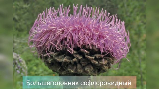 Красная книга Республики Алтай. Краснокнижные растения смотреть онлайн