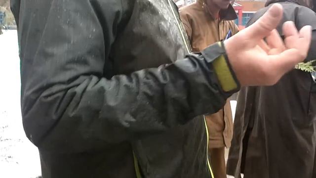 Chamaecyparis obtusa 'Fernspray Gold' (Fernspray Gold Hinoki Falsecypress) смотреть онлайн