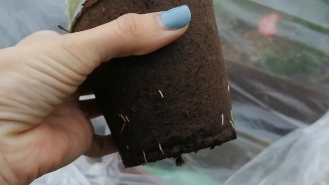 Торфяные горшочки смотреть онлайн