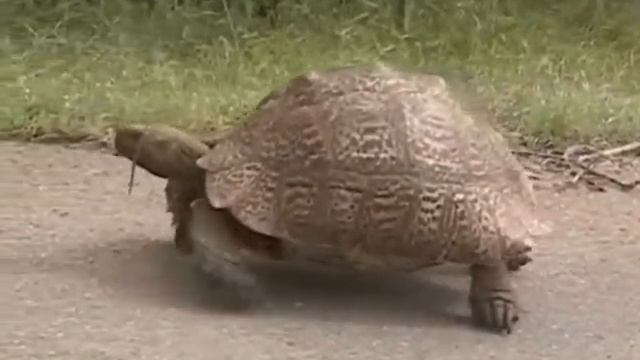 Leopard Tortoise. Леопардовая Черепаха (1361sp) смотреть онлайн