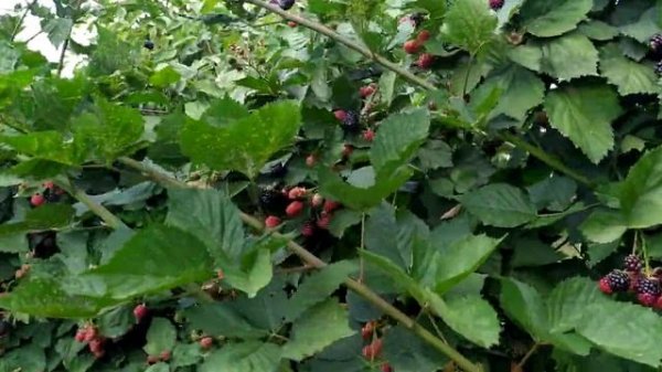 Лучшая ежевика Тройная корона, Трипл Краун, Triple Crown