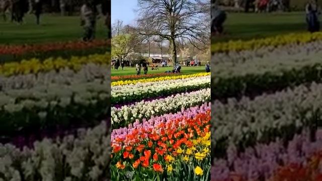 Большой вояж по Бенилюксу с посещением парка Кекенхоф смотреть онлайн