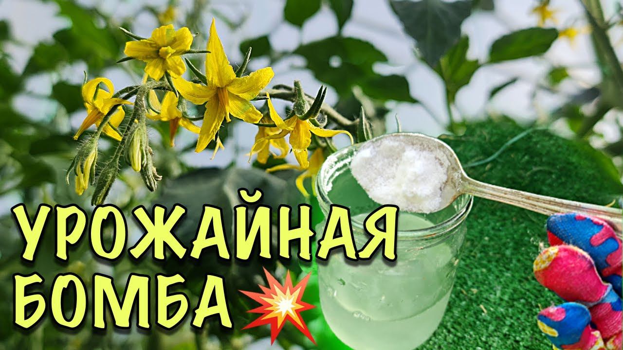 УРОЖАЙНАЯ БОМБА! Подкормите ЭТИМ ТОМАТЫ и соберёте В ТРИ РАЗА БОЛЬШЕ урожай! смотреть онлайн