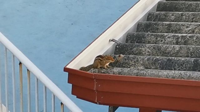 Шри Ланка. Перелет. Унаватуна. Первые впечатления смотреть онлайн