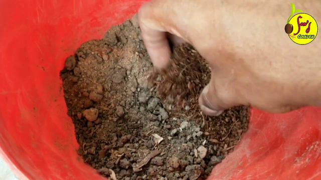 টবে লঙ্কা / মরিচের বীজ থেকে চারা তৈরির সহজ পদ্ধতি ।। Chilli Seed germination process at home ।। смотреть онлайн