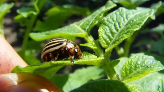 Fujifilm Finepix S1000fd Hack смотреть онлайн