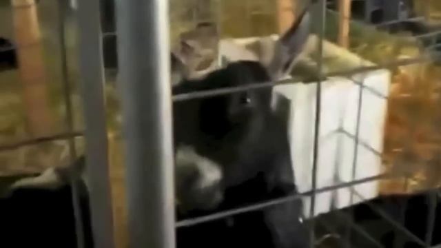 Смешно. Как кричат животные: козы, бараны и т.п. смотреть онлайн