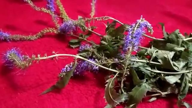 Вероника длиннолистная, лечебные свойства смотреть онлайн
