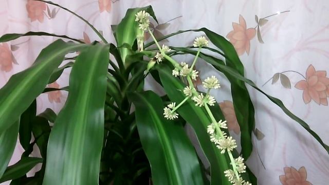 КАК ЦВЕТЕТ ДРАЦЕНА!!!!!!