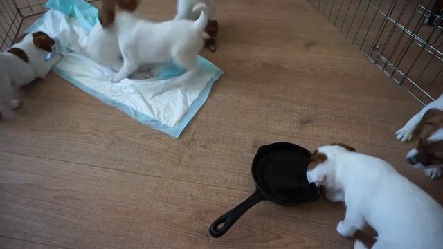 Веселые Щенки смотреть онлайн