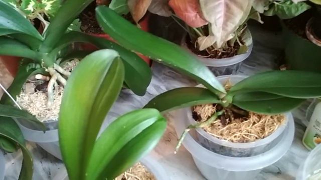Третья обработка💮 КОКТЕЙЛЕМ🍁 и горячее 🌼🚿ДУШЕВАНИЕ🌿🚿(13.02.2021) смотреть онлайн
