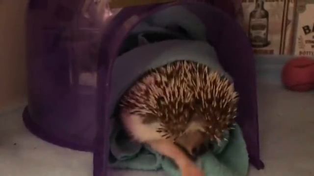 Hedgehog Wakes up From Nap - 986478 смотреть онлайн