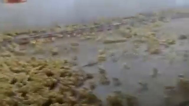 Будушие куры-гриль смотреть онлайн
