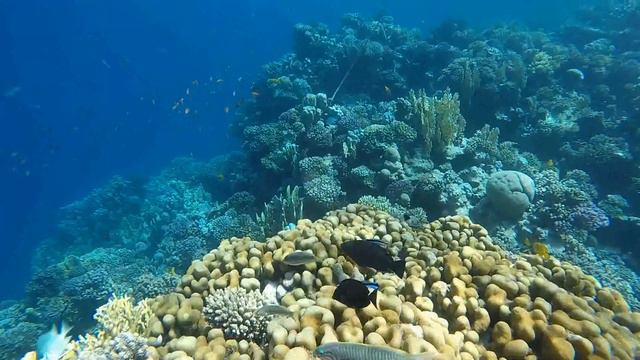 Red Sea 2020, underwater world of Makadi Bay. Reef Hotels RED SEA GROUP. Part 4 смотреть онлайн