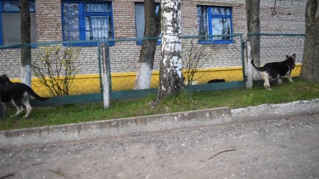 питомник "Надежный Друг" Ликвидация Удара НД, Линия ЗащитыНД (3,5мес.) смотреть онлайн