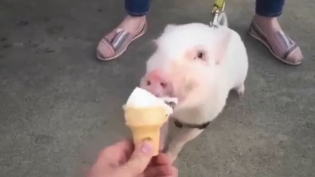 День мороженого в рожке 22 сентября смотреть онлайн