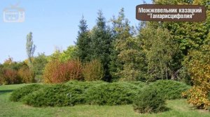 Можжевельник ? Топ 10  лучших сортов ➡ Полезные советы Садовый центр Hitsad