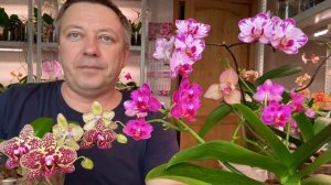 можно ли цветущие ОРХИДЕИ подкармливать чтобы цветоносы орхидей пышно цвели и росли