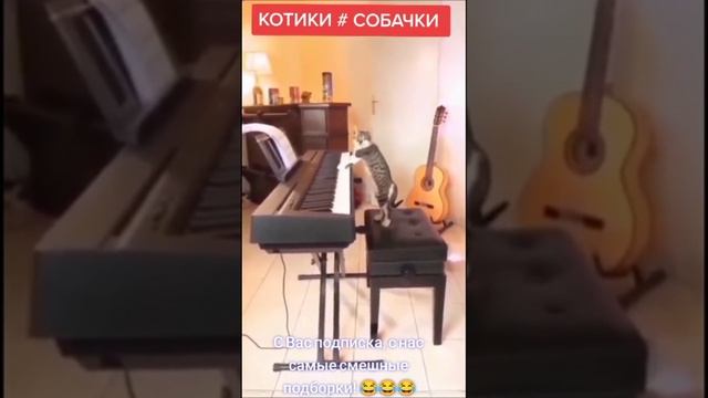 Приколы,смех. смотреть онлайн