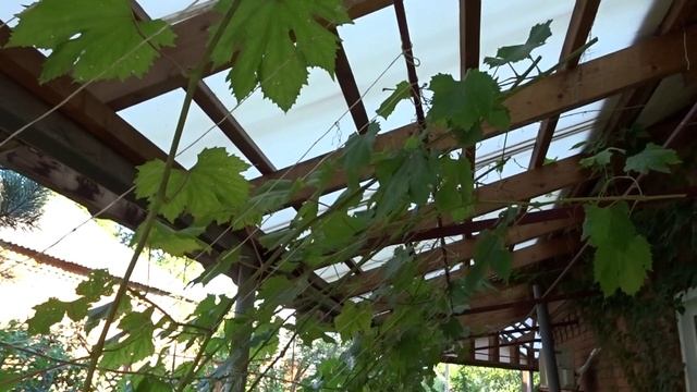 ЛЕНИВЫЙ ВИНОГРАДНИК: ПОСЛЕДНЯЯ ЛЕТНЯЯ ОБРЕЗКА КУСТОВ