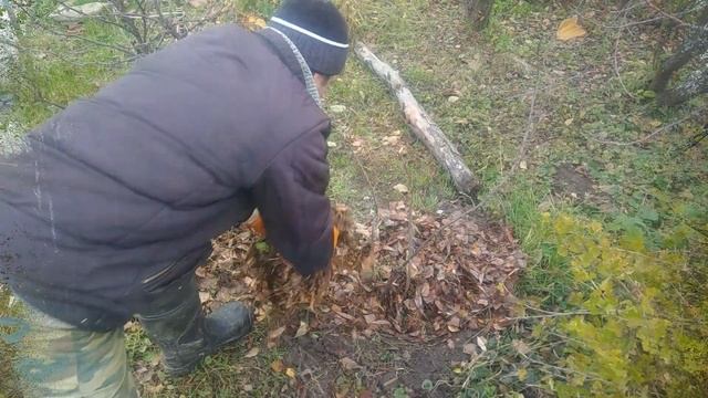 Подготовка куста смородины к зиме.Смородина осенью смотреть онлайн
