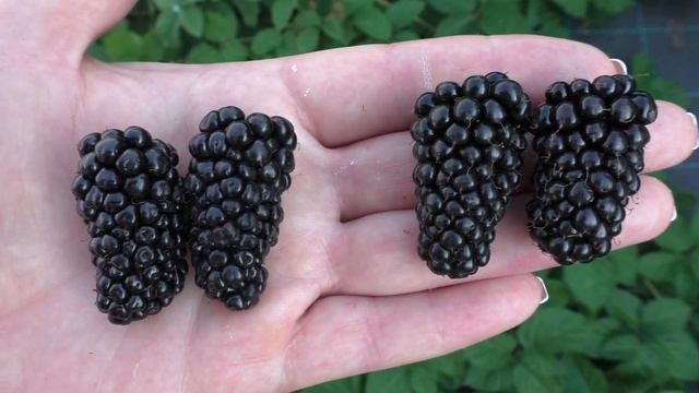 Коламбия Стар, ранний сорт бесшипной ежевики. смотреть онлайн