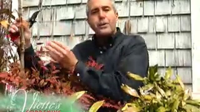 Pruning Nandina смотреть онлайн