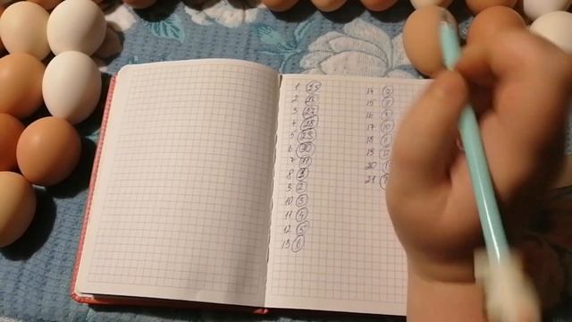 Инкубация куриных яиц. Пошагово каждый этап. Инкубация от А до Я. смотреть онлайн