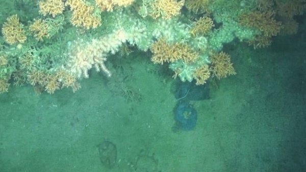 The Ocean Cleanup: The Genius Plan to Save our Oceans