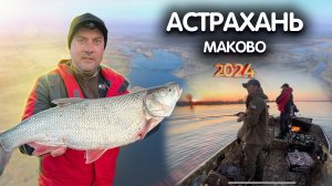 ЗА ХИЩНИКОМ в АСТРАХАНЬ!! Рыбалка в Астрахани 2024. Судак, жерех на спиннинг в Астраханской области