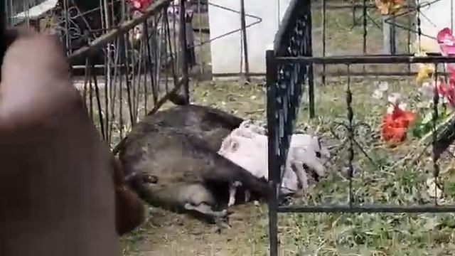 Кабан с кабанятами на кладбище смотреть онлайн