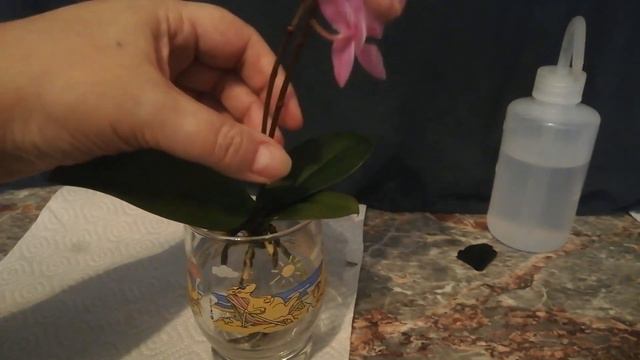 So stelle ich Phalaenopsis Orchidee auf Wasserkultur um смотреть онлайн