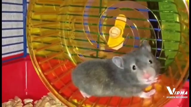 хомяк рычит