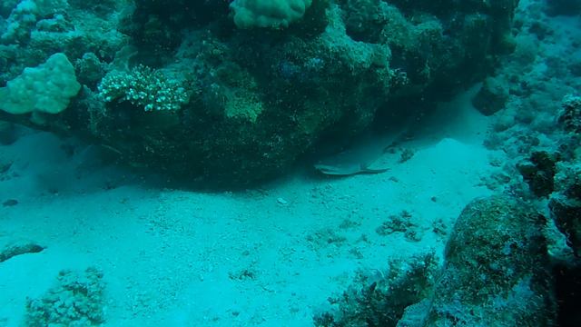 Red Sea diving - Marsa Nakari смотреть онлайн