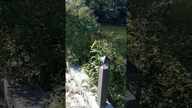 Рыбалка 2020. Ловля Толстолоба. смотреть онлайн