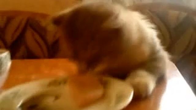 кот ворует колбасу