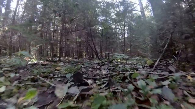 Прогулка в осеннем лесу. 28.09.2018 смотреть онлайн
