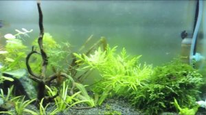 Микрорасбора галактика. Danio margaritatus